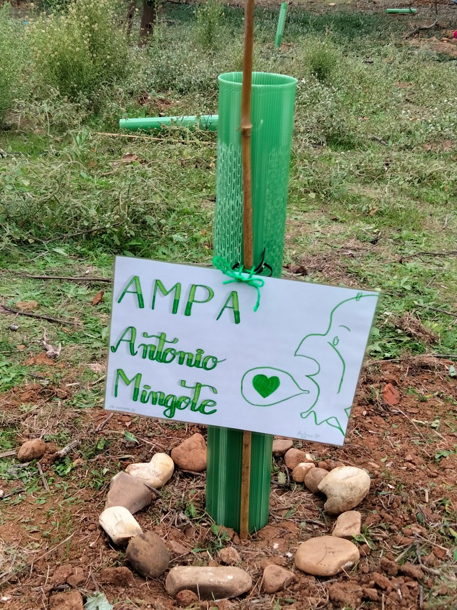 ampamingote's tweet photo. @AlcalaVerde1 gracias por dejarnos colaborar en la primera plantación de árboles, vamos a conseguir ese millón!!
Nuestros árboles apadrinados son un enebro y un almendro.
#UnMillonDeÁrbolesPorElCambioClimático https://t.co/J7bvML38FH