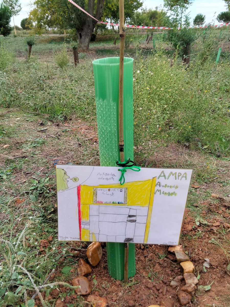 ampamingote's tweet photo. @AlcalaVerde1 gracias por dejarnos colaborar en la primera plantación de árboles, vamos a conseguir ese millón!!
Nuestros árboles apadrinados son un enebro y un almendro.
#UnMillonDeÁrbolesPorElCambioClimático https://t.co/J7bvML38FH