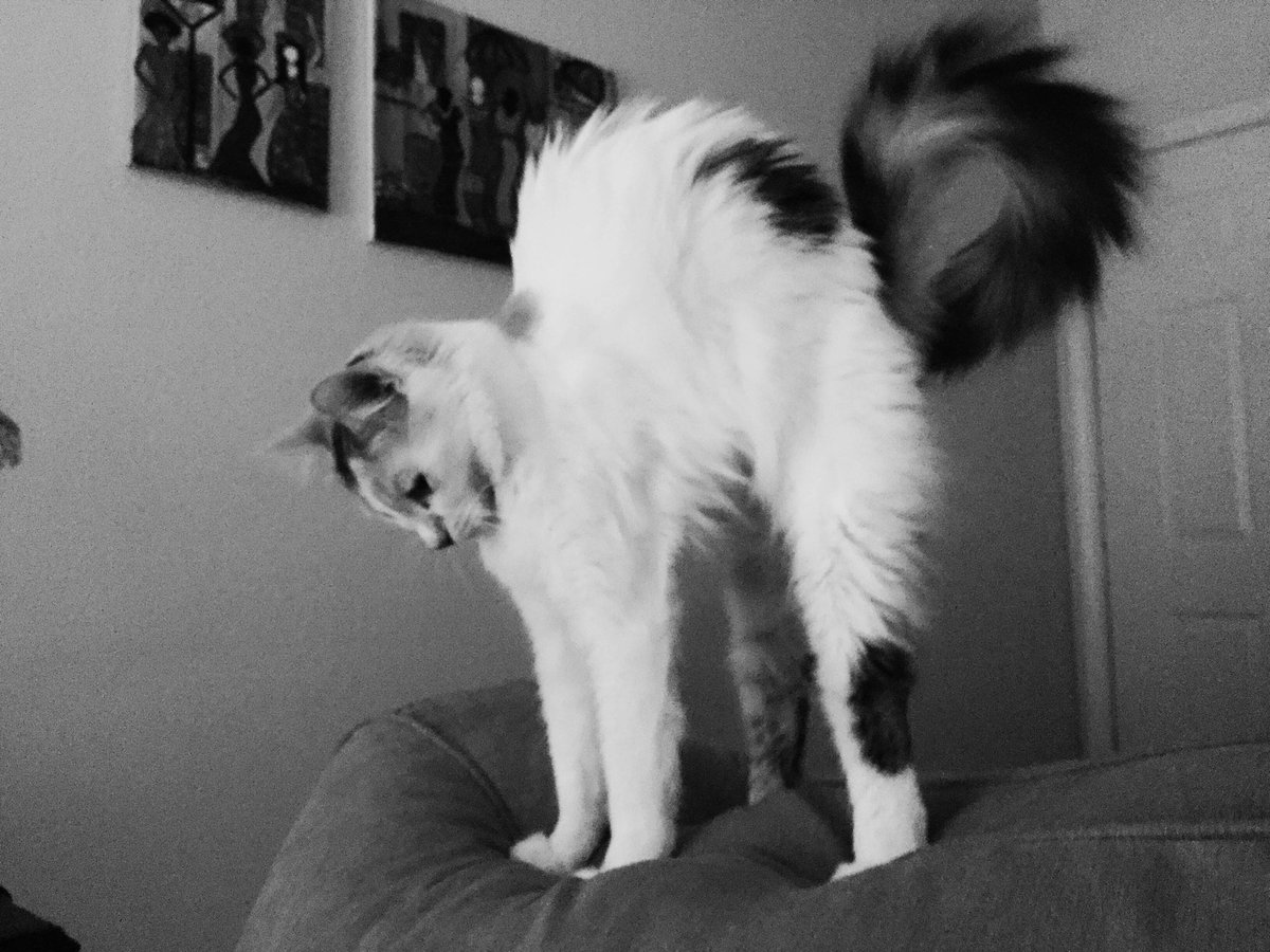 Addiecat3's tweet photo. @thekittenwinksy Addie https://t.co/ehw80mQ0HP