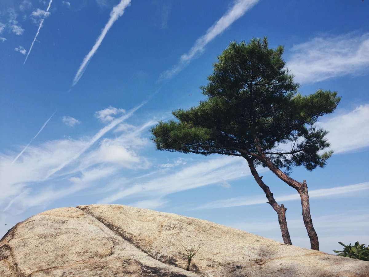 TenaciousNFT's tweet photo. GM #nft #photography #landscape #lonetree #gm https://t.co/f4QELDqTdb