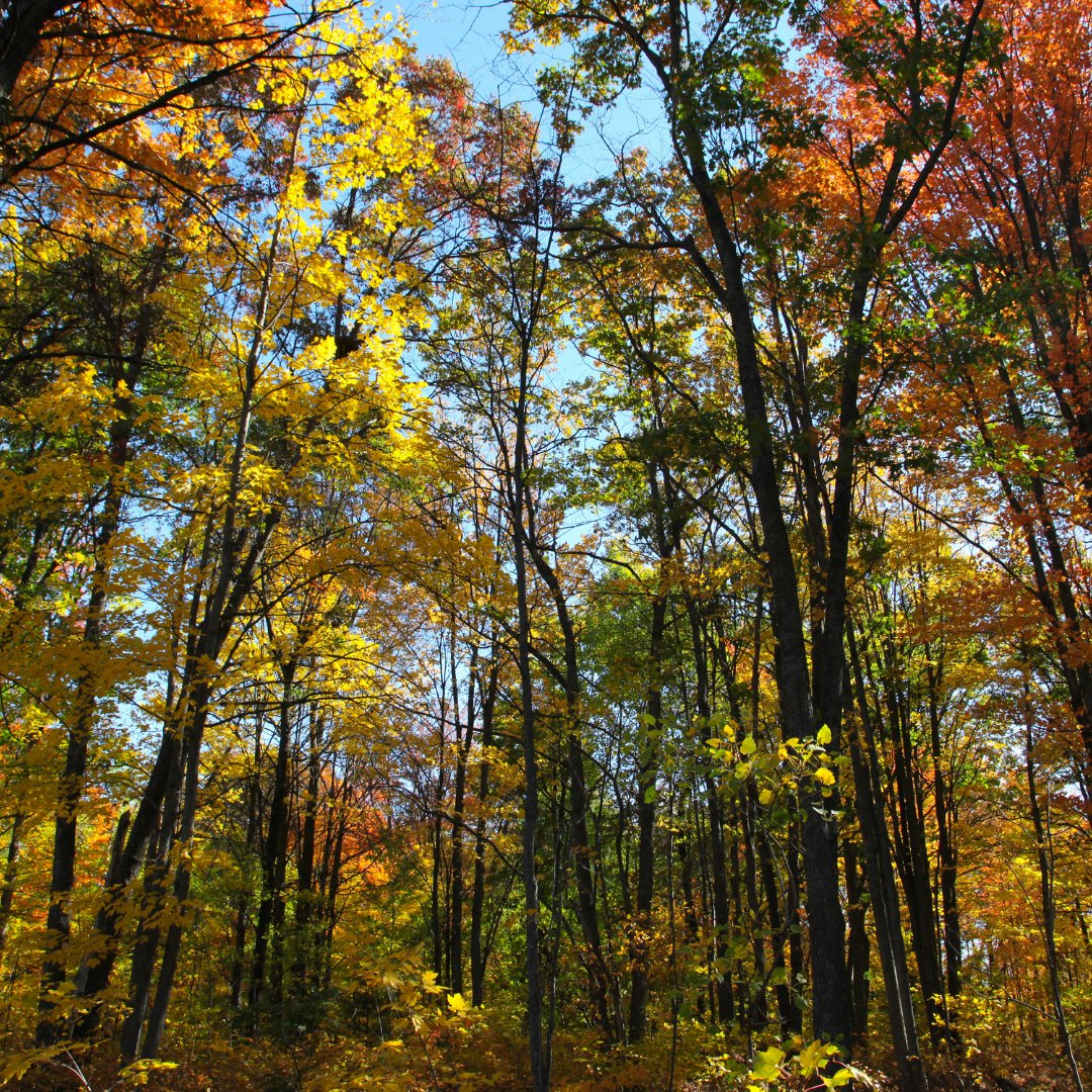 The leaves are changing! Check out this website to find out where you can enjoy Michigan's natural resources and historic places to enjoy Michigan's scenery. Link below. #MichTrails #MichiganTrails
storymaps.arcgis.com/stories/65e593…