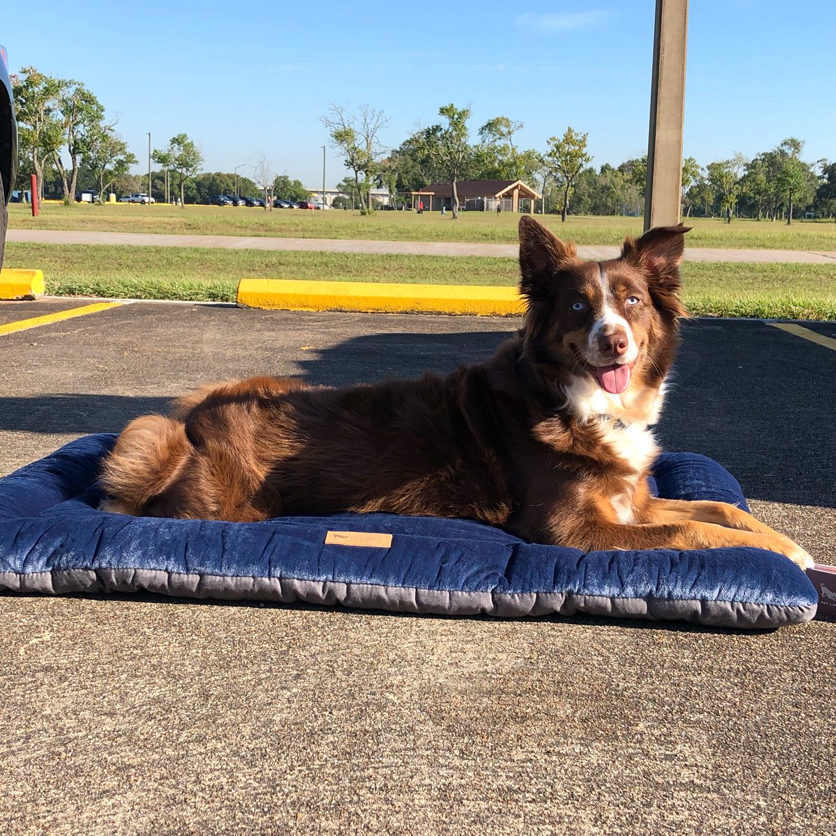 Alpha_SAR's tweet photo. You might just have to fight Abigail for this Chill Pad from @petplaysf. It’s perfect for the crate or car, and best of all, it’s machine washable and dryer friendly! Thank you P.L.A.Y. for your donation!

#chillpad #chillin #alphasar #SAR #alphacon21 https://t.co/ceEdF5o62L