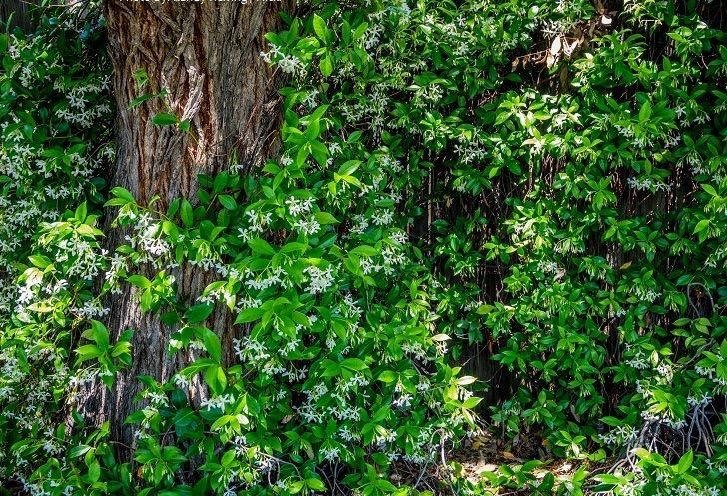 " أشجار الياسمين لا تتعب أحداً في البحث عنها، لأن عبيرها العطر يدل عليها .. كذلك بعض البشر .. يعرفهم الناس بما يفوح من عطر مواقفهم، وطيب أفعالهم " 

#الهلال_النصر
#خواطر