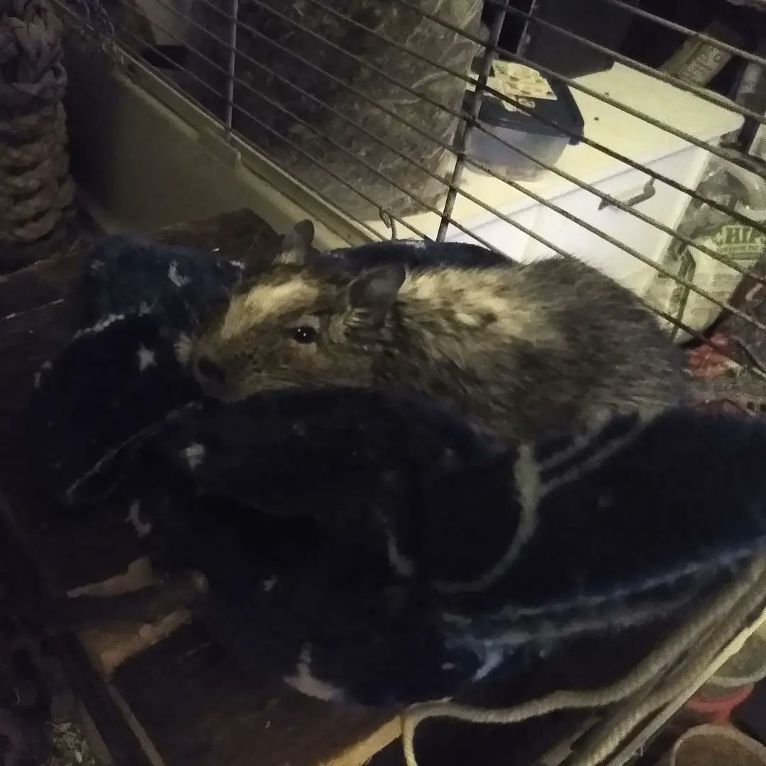 MoonMoon1994666's tweet photo. My little boy who keeps an eye on the whole world outside🥰
#degus #smallanimals #degu #degus #smallboy #animal #lovePets #pets #SmallPets #cute #Small #Diego #rodents #mypets #cutedegu #sweet #gnaver #mitkæledyr #hygge #cozy #happy https://t.co/UaN1pP5dYp
