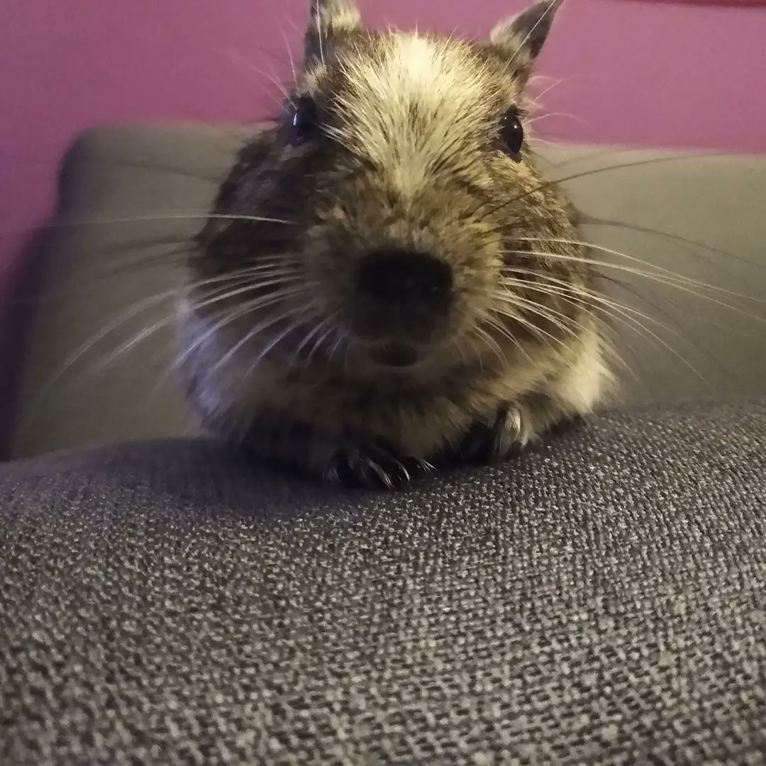 MoonMoon1994666's tweet photo. My little boy who keeps an eye on the whole world outside🥰
#degus #smallanimals #degu #degus #smallboy #animal #lovePets #pets #SmallPets #cute #Small #Diego #rodents #mypets #cutedegu #sweet #gnaver #mitkæledyr #hygge #cozy #happy https://t.co/UaN1pP5dYp