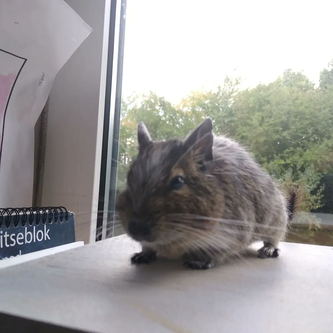 MoonMoon1994666's tweet photo. My little boy who keeps an eye on the whole world outside🥰
#degus #smallanimals #degu #degus #smallboy #animal #lovePets #pets #SmallPets #cute #Small #Diego #rodents #mypets #cutedegu #sweet #gnaver #mitkæledyr #hygge #cozy #happy https://t.co/UaN1pP5dYp