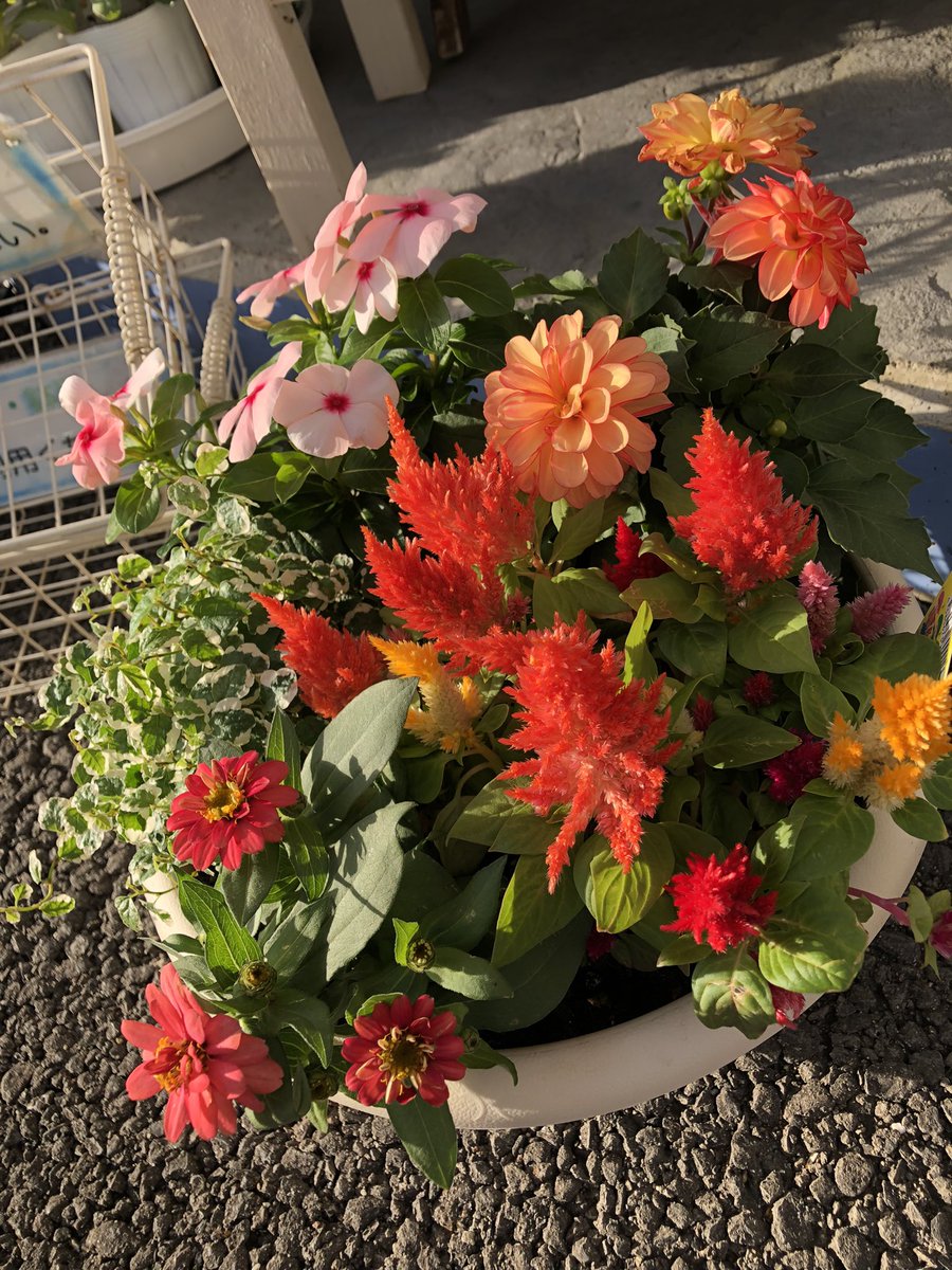 Top Tweets For 諏訪市花屋 Twstalker Top Tweets For 諏訪市花屋 Twstalker