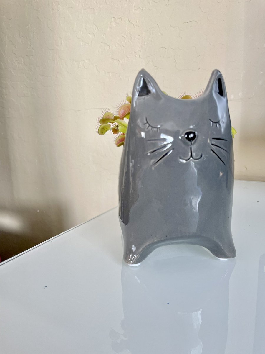 KnottyGalDecor's tweet photo. The Grey Kitty Cats are seriously to die forrrrr 😭😭🐱❤️ https://t.co/0Wtiu8Iif6
