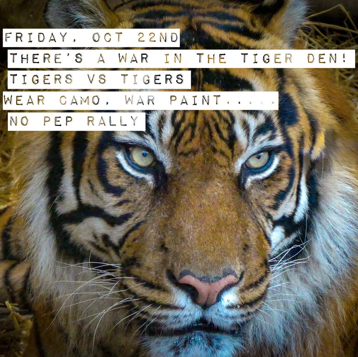 Tiger vs Tiger    Wear your camo!