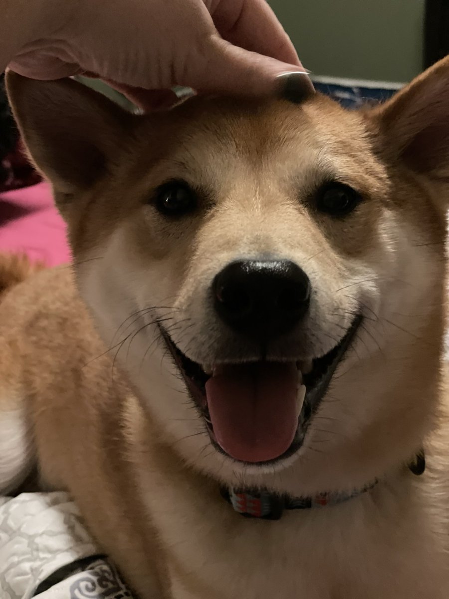 rock_chalk_sara's tweet photo. The best boy is just so happy to get pets. #ArchieTheRoyal https://t.co/d502A4fW93