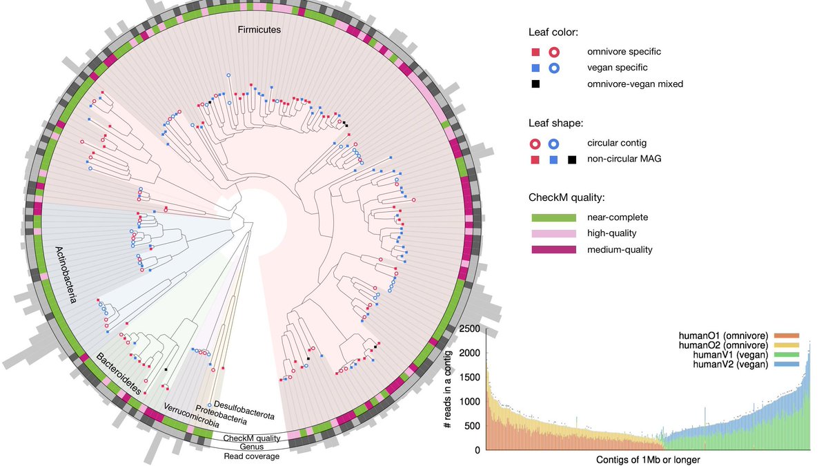 lh3lh3's tweet photo. Preprint on hifiasm-meta, a metagenome assembler for @PacBio HiFi reads. 245 >1Mb circular contigs from a single ultra-deep sample. 75 from omnivore-vegan gut co-assembly. Sharp omnivore/vegan separation at the contig level but not at the genus level. Led by @0xfxfxf. https://t.co/CIHZsPgSHx