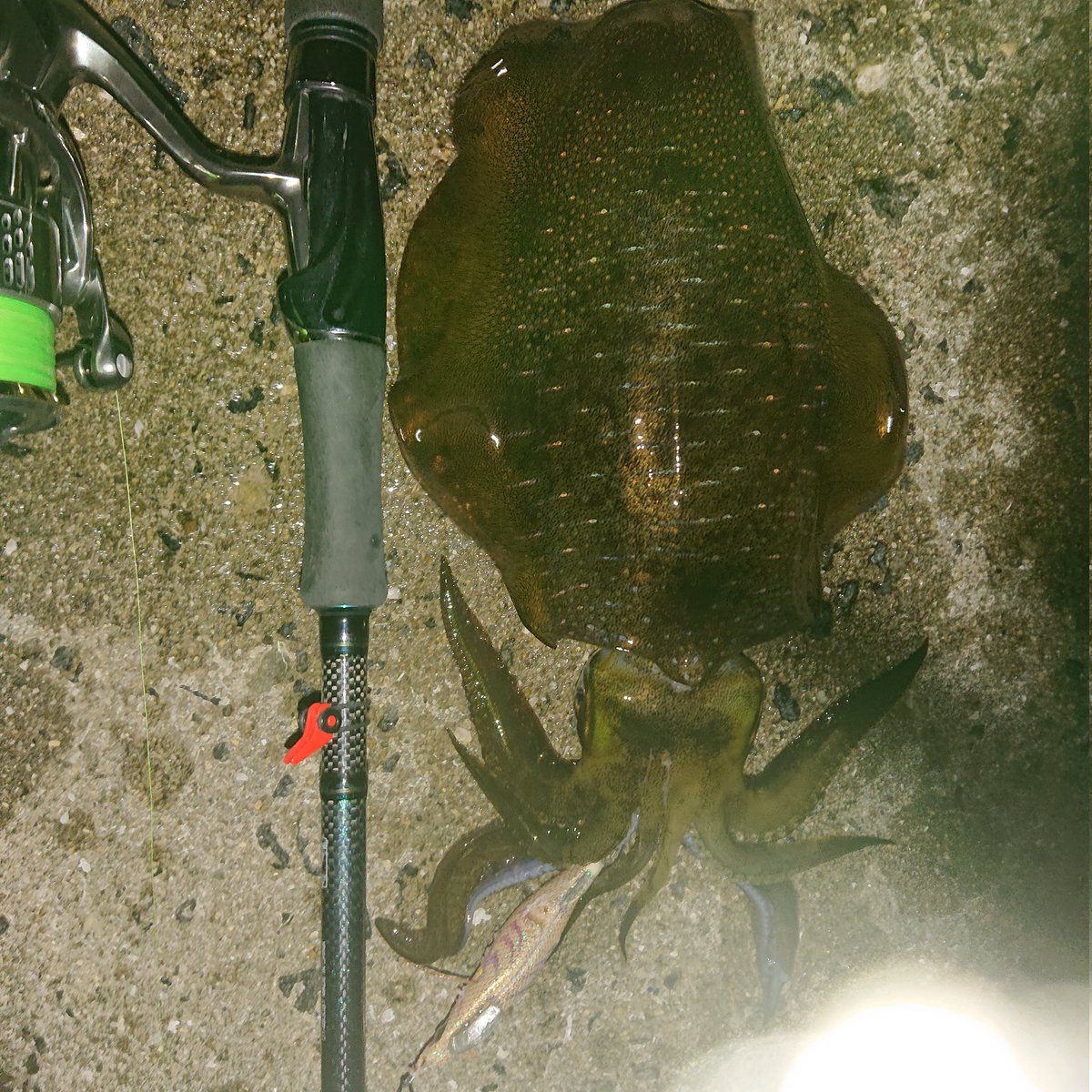 リリースした 2回目ワクチン接種前遠征釣行は大成功でした アオリイカ 410 6g4杯 タコ2杯 シーバス80cm1匹 ハマチ43cm1匹 なかなかパラダイスでした アオリの雌1杯とタコ1リリース １番大きかった雌のアオリは白くなってもう泳がなかったのでいただくことにしま