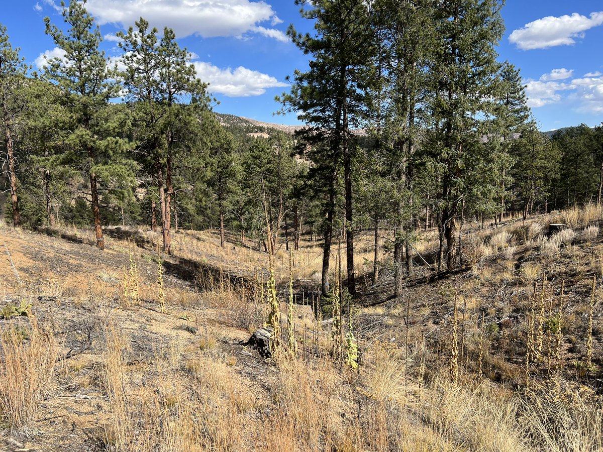 Ended a 3.5 yr study today tracking fine-scale #forest #microclimate &amp; young tree responses in a forest restoration treatment where tree groups are left with intentional vertical and horizontal heterogeneity. #forestresilience Thx esp <a href="/JefferyBCannon/">Jeffery B. Cannon, PhD🌲🔥🌪️</a> <a href="/sensing_plants/">Scott Bradfield</a> &amp; others.