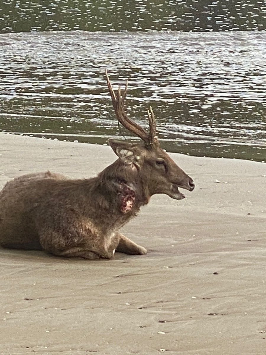 Sahabat twitter dan dokter hewan, apakah ada yang bisa menolong rusa ini yang kondisi nya sangat memprihatinkan ..

Siapa saja yang bisa menolong, mohon menghubungi Susi Air call center (08112113080) Susi Air akan memfasilitasi tiket &amp; penginapan dari Jakarta ke Pangandaran 🙏🙏