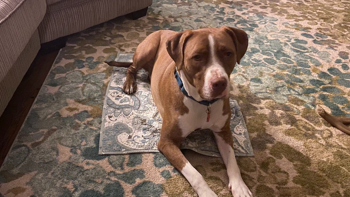 KatieACronin's tweet photo. #Dog twittersphere: I'd love to hear what positive #training method really worked to overcome leash pulling. #AskingForAFriend #Nope #DogsInRealLife
ππ½more details in thread https://t.co/EbfDF5eQgG