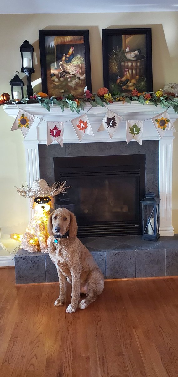 MrsFortner1's tweet photo. Happy Fall from Ollie A Doodle! #lovemygoldendoodle https://t.co/ZIPV9Xa8cT
