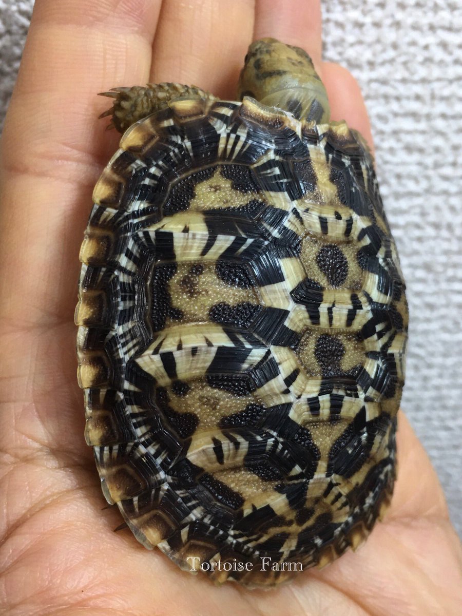 Tortoise_Farm's tweet photo. パンケーキガメ
久々の登場パンケーキ🥞
ずいぶんと大きくなり、放射模様がビッシリと出てきた🕸
かなり綺麗になりそうな予感✨
#パンケーキガメ
#パンケーキリクガメ
#リクガメ
#サイテス
#Africanpancaketortoise
#Pancaketortoise
#Malacochersustornieri https://t.co/MdcuM40GAU