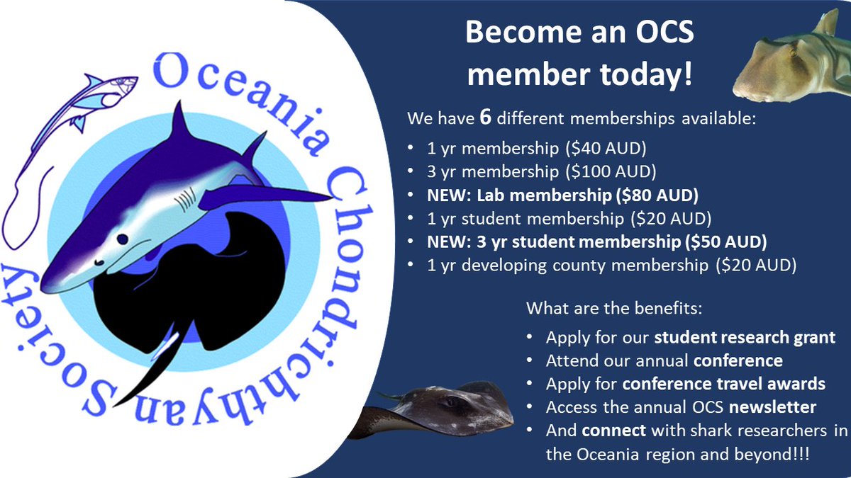Are you an #Honours, #Masters or #PhD student researching #chondrichthyans in the Oceania region?

For only $20 AUD you can become a student member of OCS &amp; become eligible for our yearly Student Research Grant! And that's just 1 of the perks!

Join today oceaniasharks.org.au/join-or-renew!