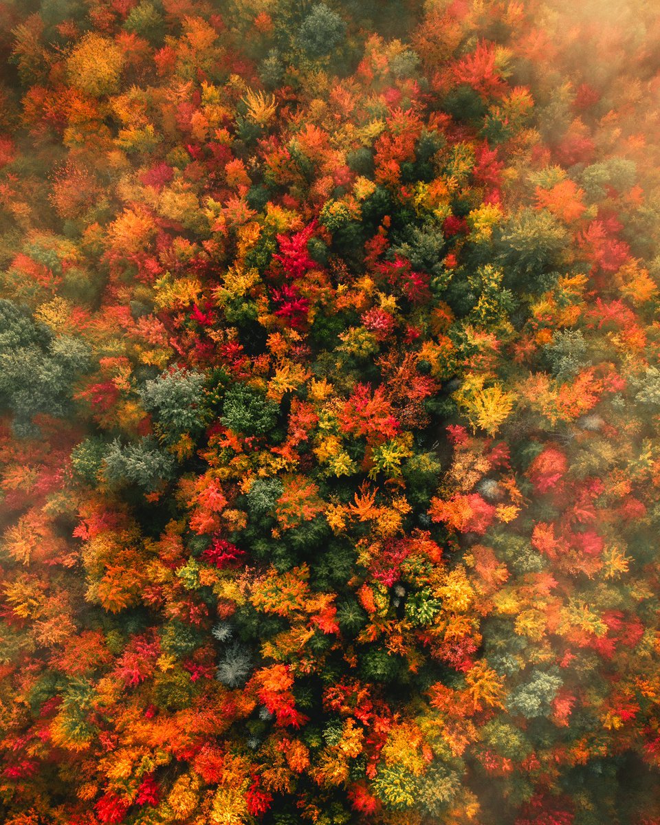 Live Folk tweet media