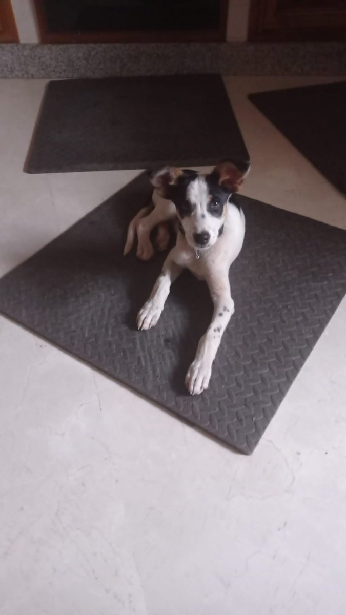 SilviaMylo's tweet photo. Tiene 3 meses y es muy bueno. Quien lo ha recogido solo puede tenerlo hasta el miércoles‼️😢
Lo han encontrado en un arcén de carretera en un saco metido, atado y con una gran piedra encima!😭
hasta cuando permitiremos esto! 😡 
En un pueblo de Badajoz 
640 73 60 57
650 00 4869 https://t.co/fqctwtwcve