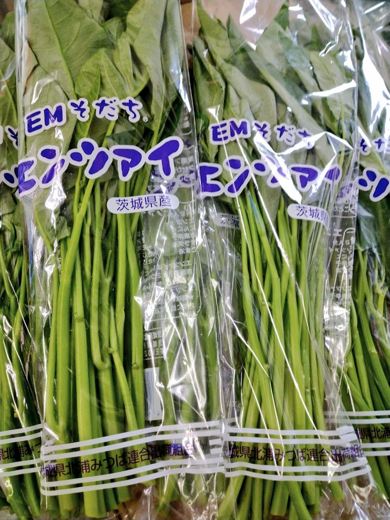 【冷蔵便】空心菜/空芯菜/エンサイ/千葉県産/約10kg入/業務用 冷蔵便】空心菜/空芯菜/エンサイ/千葉県産/約10kg入/業務用