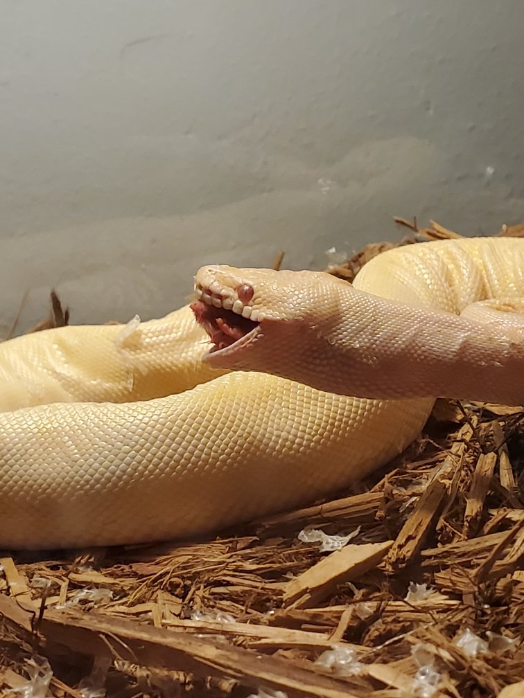 shannon_aman's tweet photo. God I don't like feeding her sometimes...it gets scary!!! But its very entertaining!
#albinoballpython https://t.co/JVRmEUGQJW
