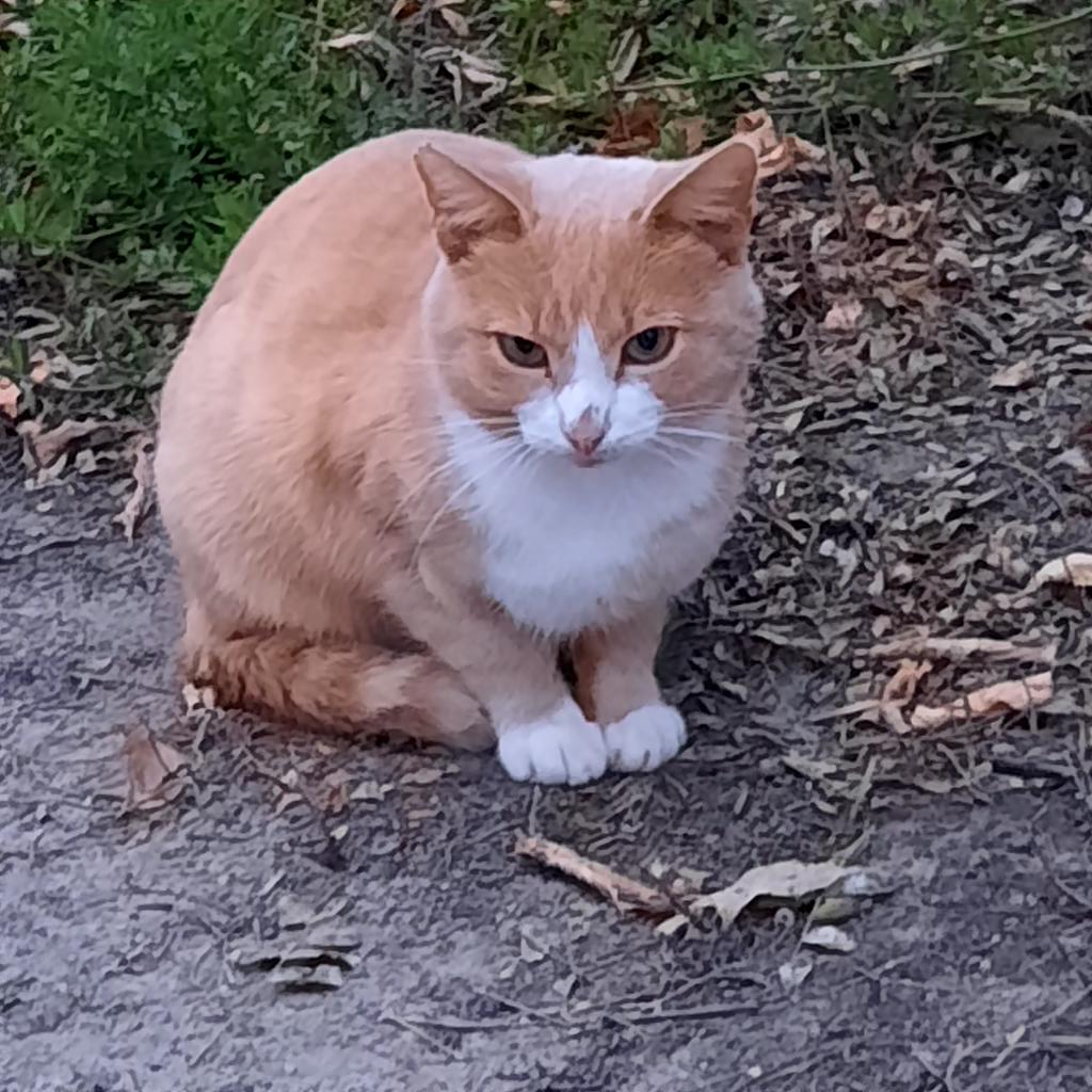 sixwwk's tweet photo. КСТАТИ СМОТРИТЕ КАКОГО КОТА Я НЕДАВНО СФОТКАЛА https://t.co/SsFs8PKuVt
