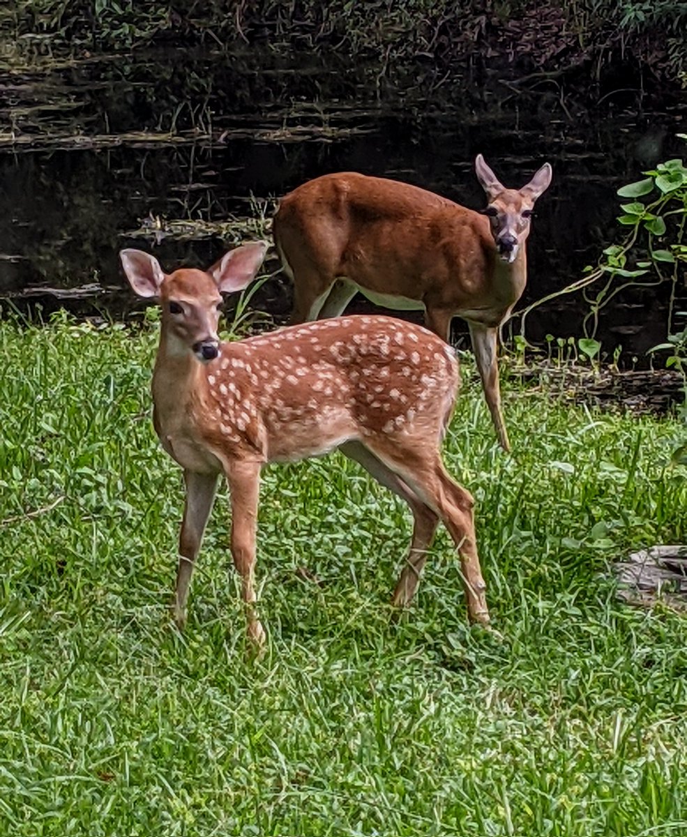 USAMINDJOB's tweet photo. @TrueFactsStated #FloridaLife #BackyardPets 

Hi Piper! https://t.co/gjdImFrtOl