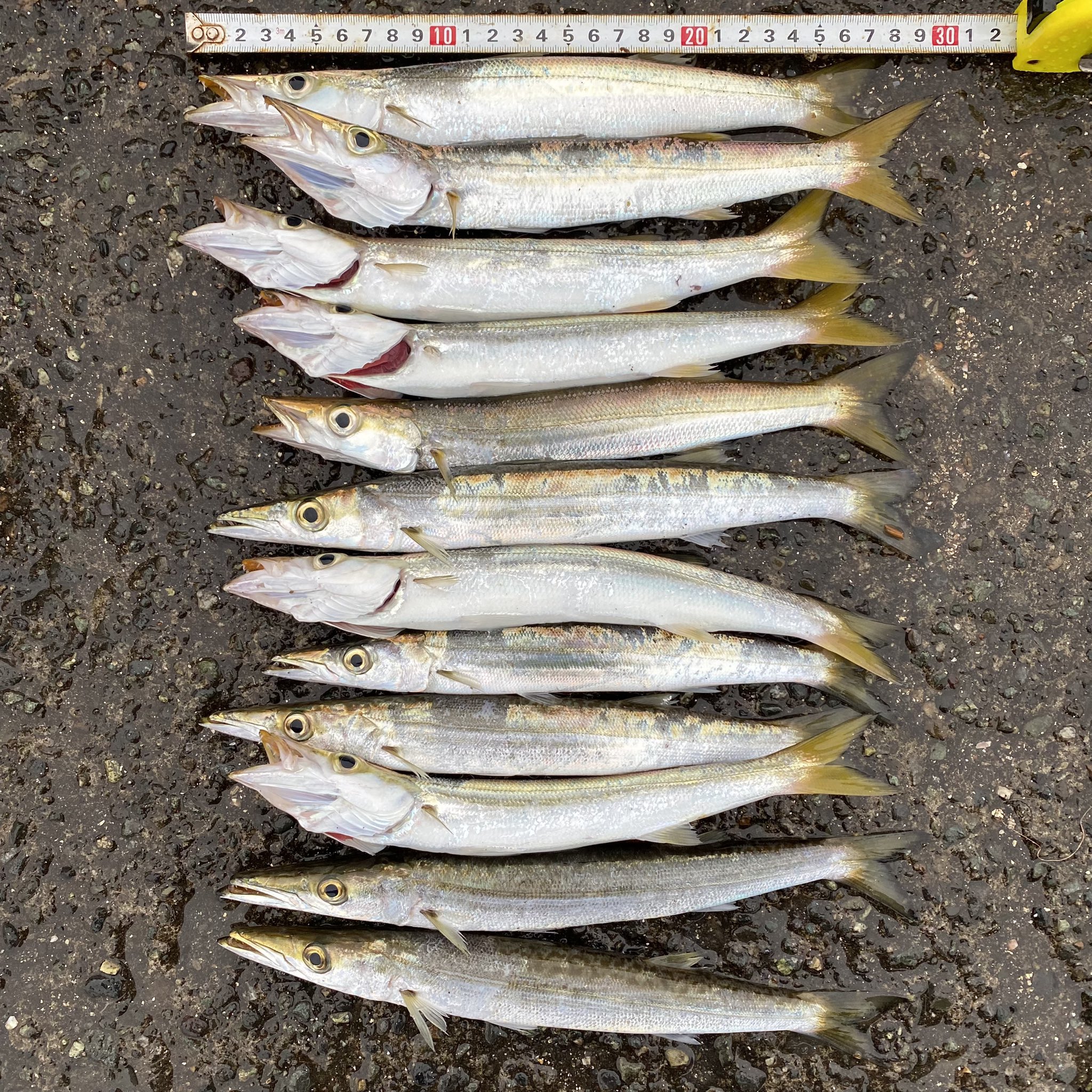 まこと 21 10 19 火 6 8 00大磯港中央堤防 ジグサビキ ジグなし カマス13匹 ウルメ2匹 最初の30分で12匹 帰り際に1匹 さーて皆様 お仕事頑張りましょ 釣り 大磯港 西湘 T Co 55sdkd8awq Twitter