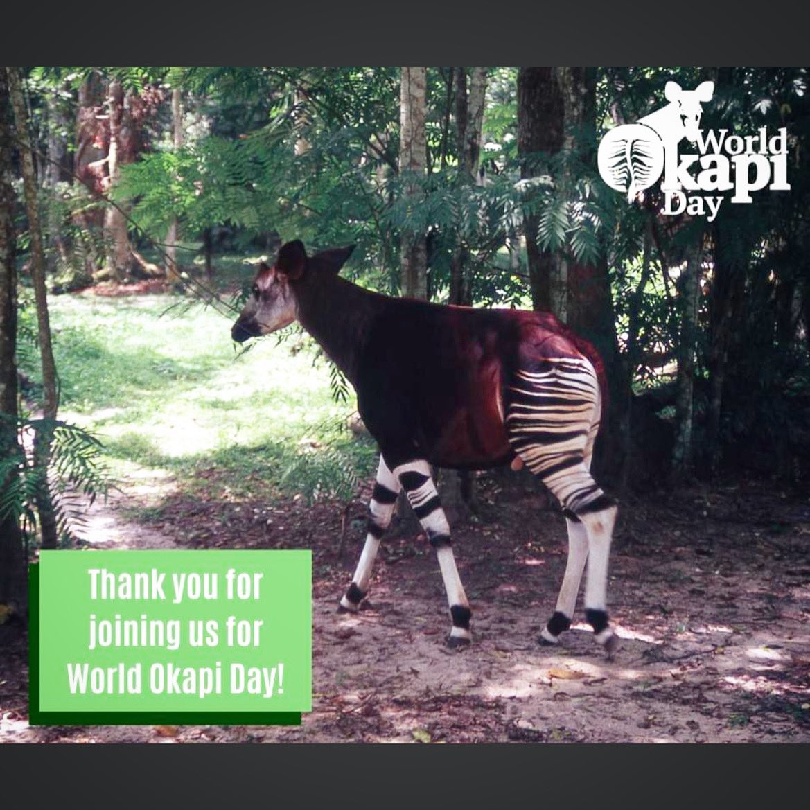 Okapi_AI's tweet image. Happy World Okapi Day! Thanks for celebrating #WorldOkapiDay with us &amp;amp; spreading the word about the okapi! 
.
Help support the okapi by becoming an okapi guardian: lnkd.in/eQyMkgYK
.
#WorldOkapiDay #WOD2021 #OkapiConservation