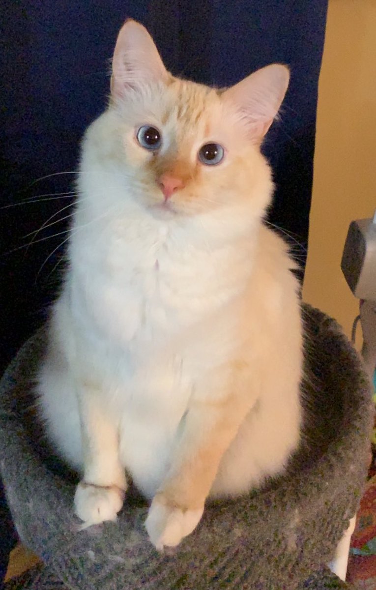 babybweep's tweet photo. my cat is awesome https://t.co/x0iFEkHMRo
