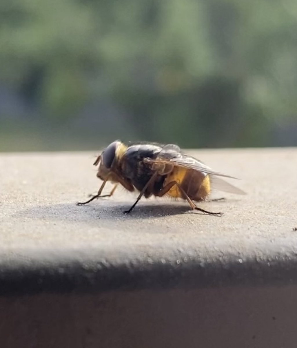 Sup, goobers 😘 I’m back on Twitter to do ecologist things, so while I get settled in again, here’s a picture of a large fly.