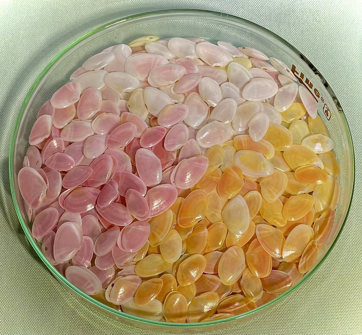 shellsluna tweet media