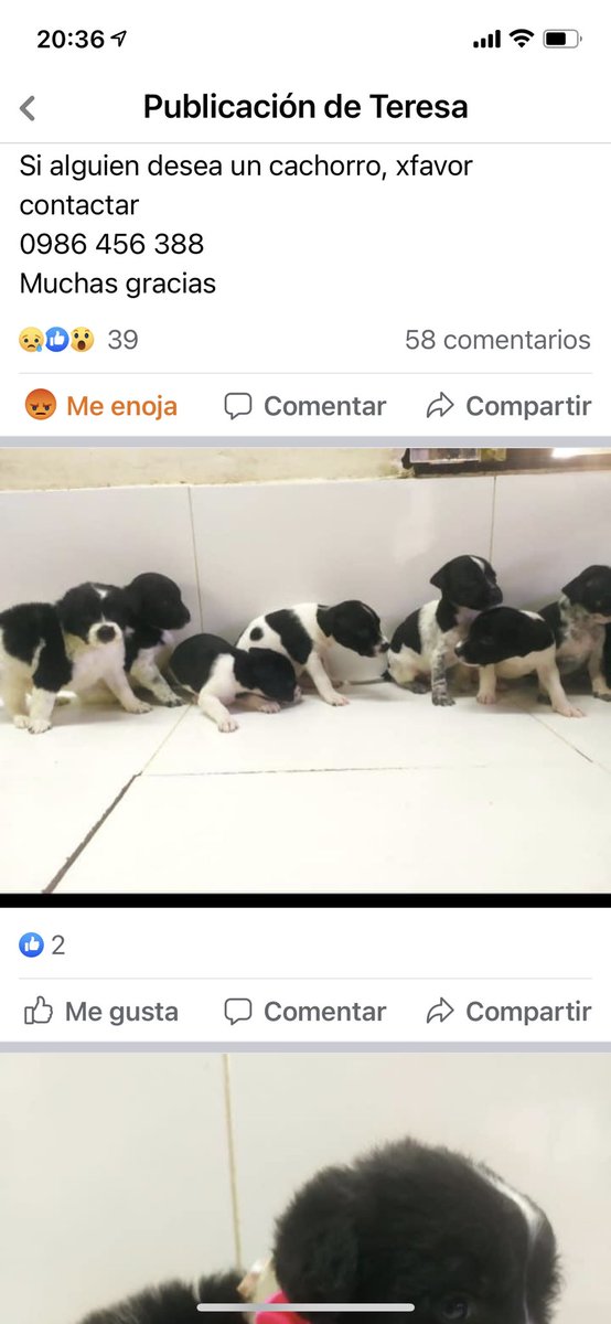 ForcadoKaren's tweet photo. Urgente como se lee en el post esto es grave por favor 🙏 @defensanimalpy  actúen de oficio, estos salvajes no pueden seguir teniendo animales y sacar de ahí a los animales que quedaron ahí que afirman ser torturados por el supuesto dueño 😭😡  @LaNacionPy @nanduti https://t.co/cwNAryT0DU