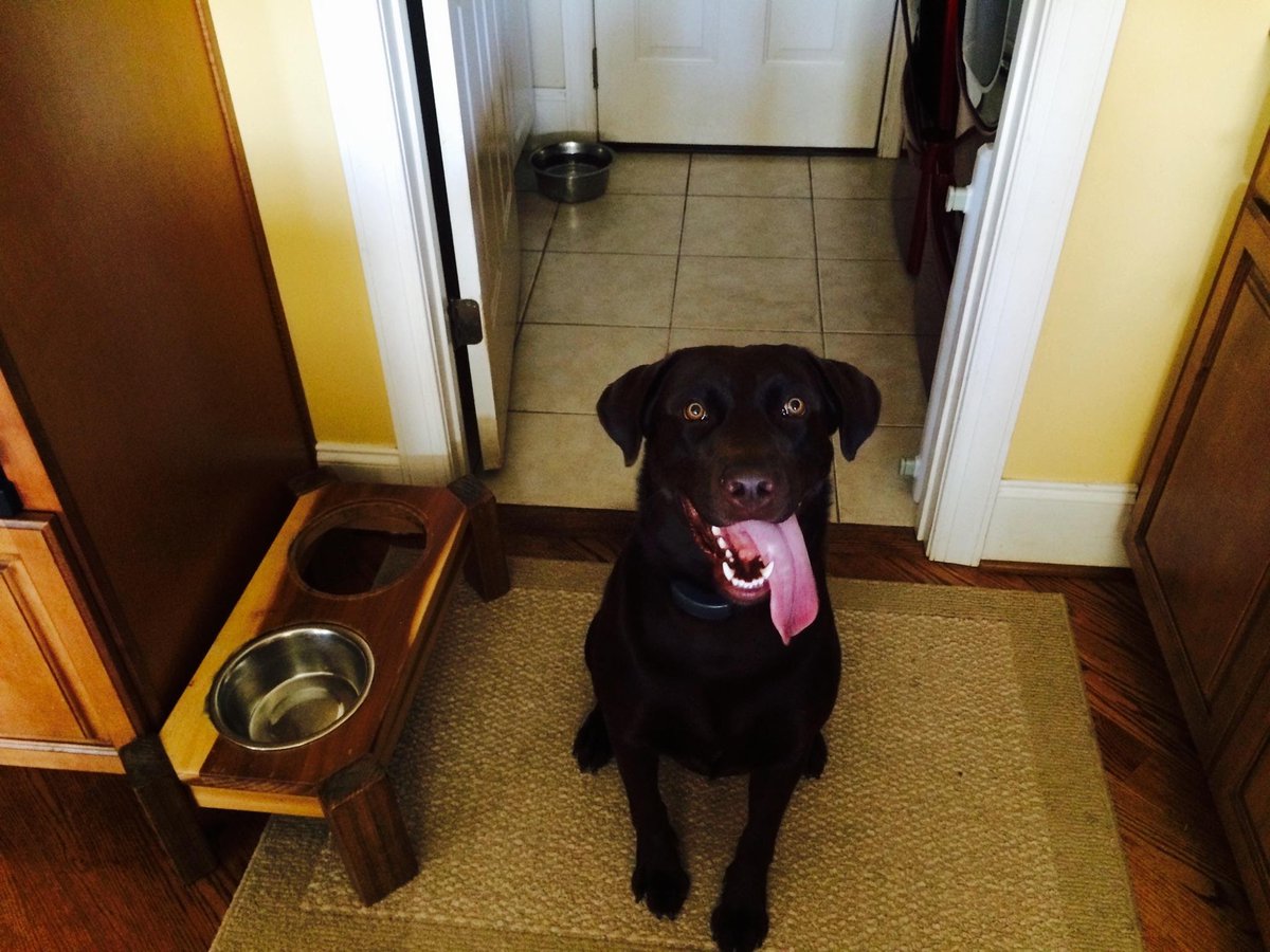 Ravenholum's tweet photo. @generic__egirl This is Bruno.  He is about as intelligent as he looks. https://t.co/DzNuPLC1qJ