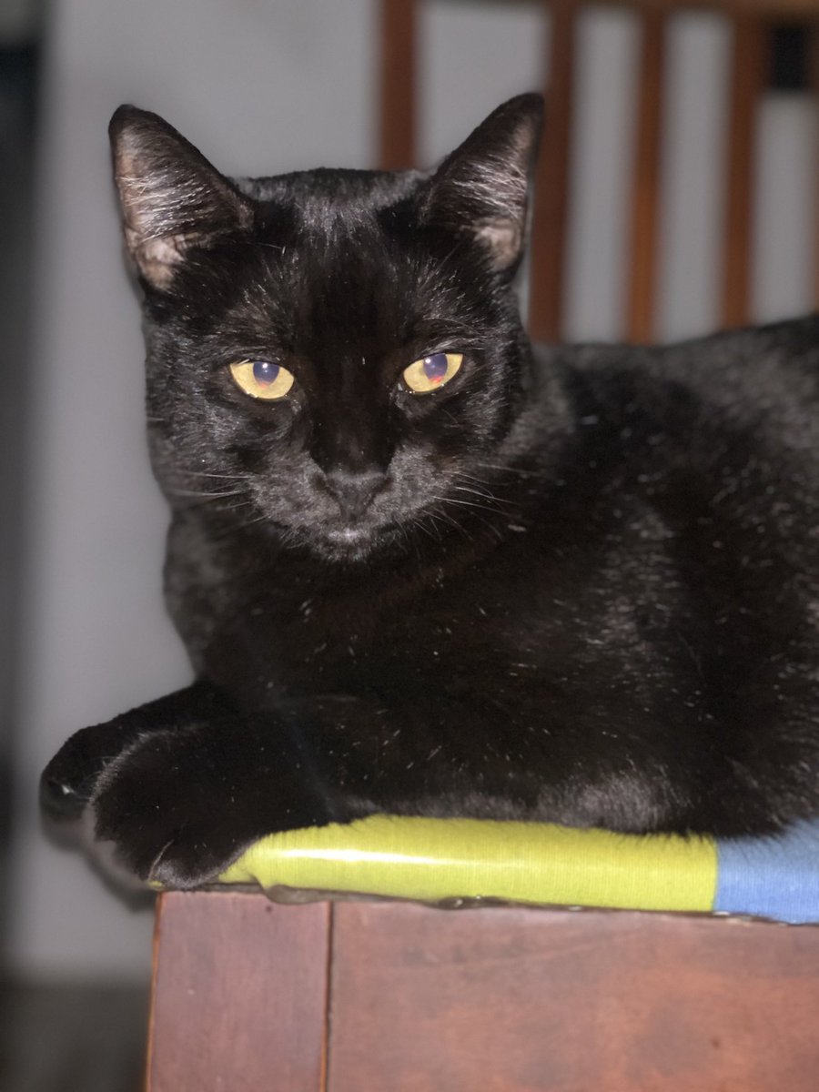 karinacharlene's tweet photo. Ay mi Noche, cuanto te extrañaré 😭💔 La gata negra mas bella. Te amo. 🕊💔 10/18/21 https://t.co/nWKrWOjwP6