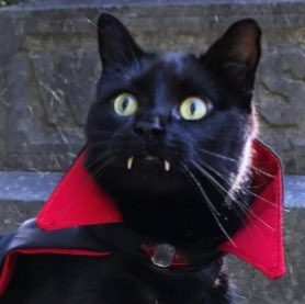 CaptainSally's tweet photo. he doesn’t know that this cat.. is here.. https://t.co/3EaaD0lf23
