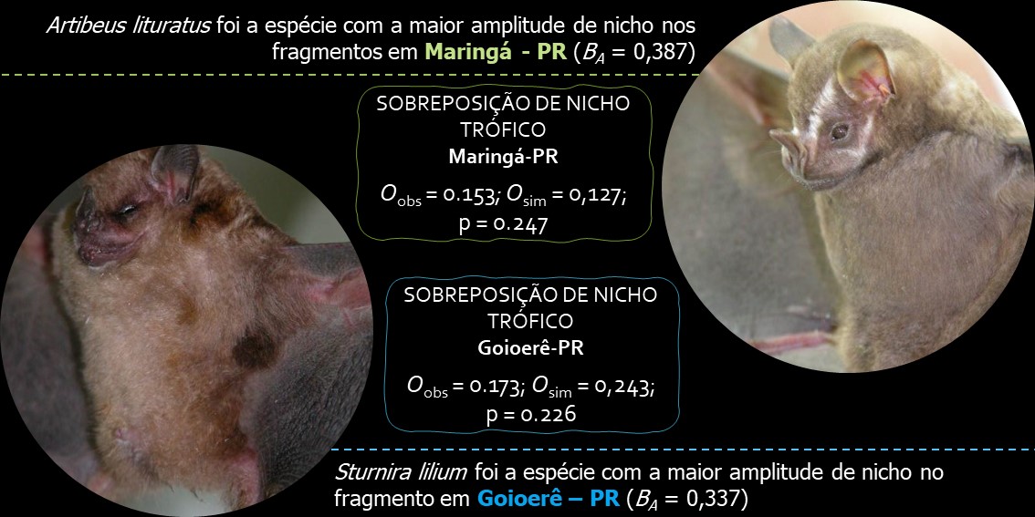 nsbchk's tweet photo. 4 #CMBT2 #Dieta Calculamos a amplitude e a sobreposição de nicho trófico com o pacote #EcoSimR e não identificamos sobreposição de nicho em nenhum dos fragmentos. Em Goioerê, Sturnira lilium teve a maior amplitude de nicho. Em Maringá, foi Artibeus lituratus. https://t.co/pGejp6DVP8