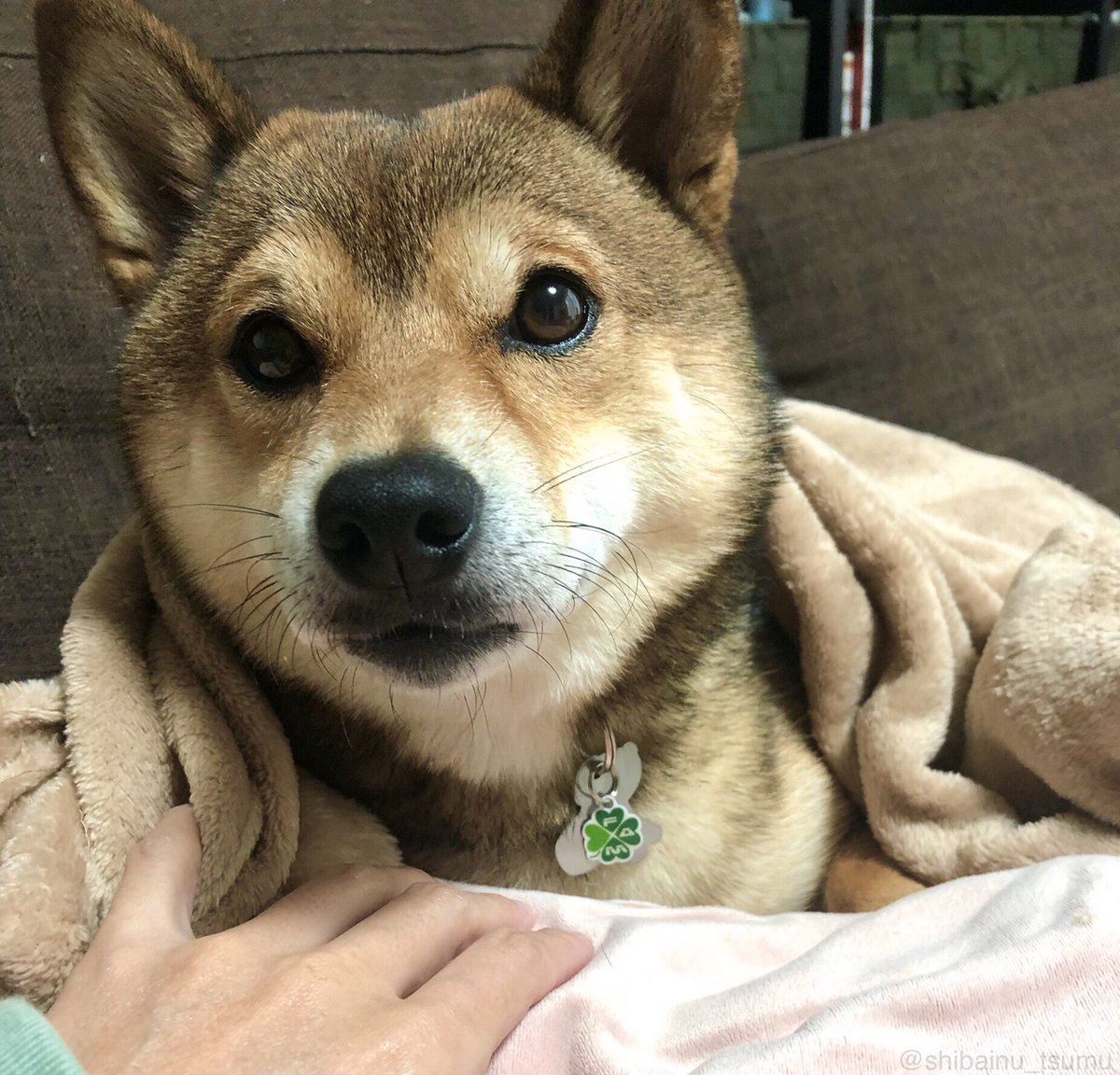 和み犬 柴犬つむ Shibainu Tsumu Twitter