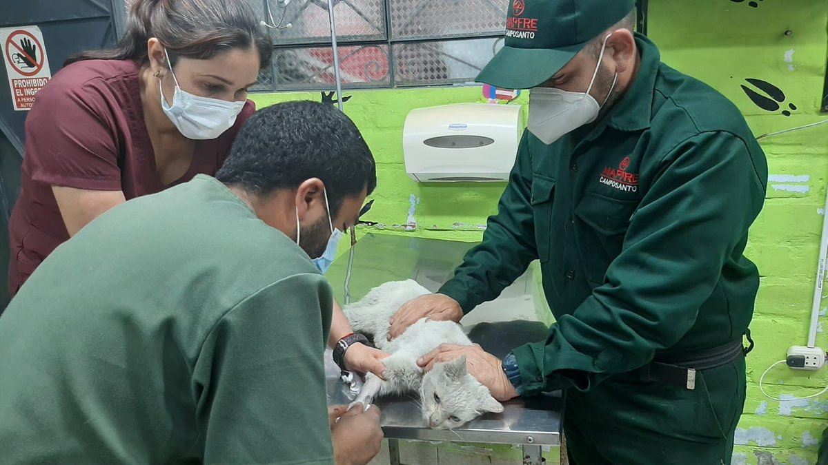 MAPFRE_PE's tweet photo. @sumaq_sipas Hola, Patricia. Gracias por compartir esta información. Hoy personal de nuestro Camposanto Huachipa encontró a Copito, como lo hemos bautizado, y lo llevó a la veterinaria más cercana para atenderlo. Desde ahora es parte de la familia 😺❤️ https://t.co/PjAK2p2sX1