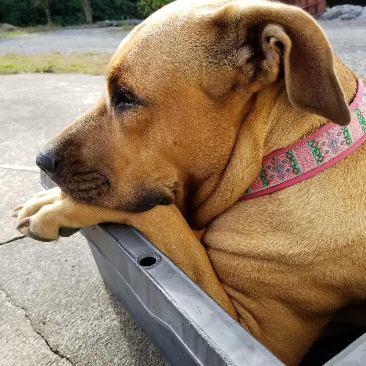 土佐犬ツナ Tosainu Tsuna Twitter