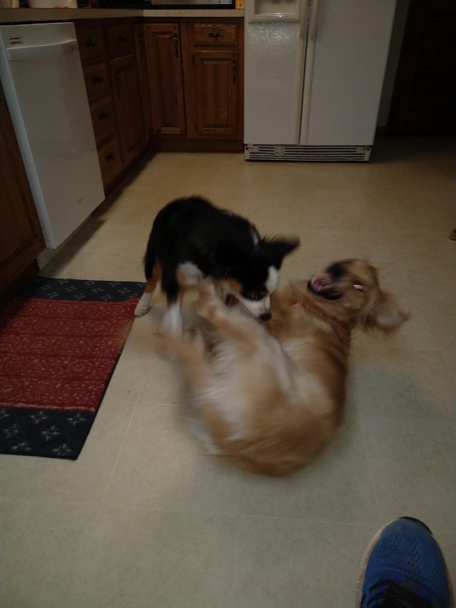 Julie Shade, PhD (@julieshade2) on Twitter photo getting along with your siblings in front of your parents vs. the second they leave the room getting along with your siblings in front of your parents vs. the second they leave the room