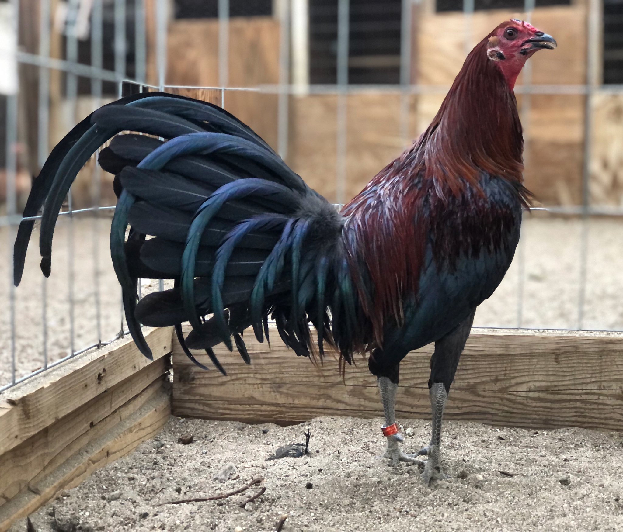 Mule Train Gamefowl History - bq5ayac