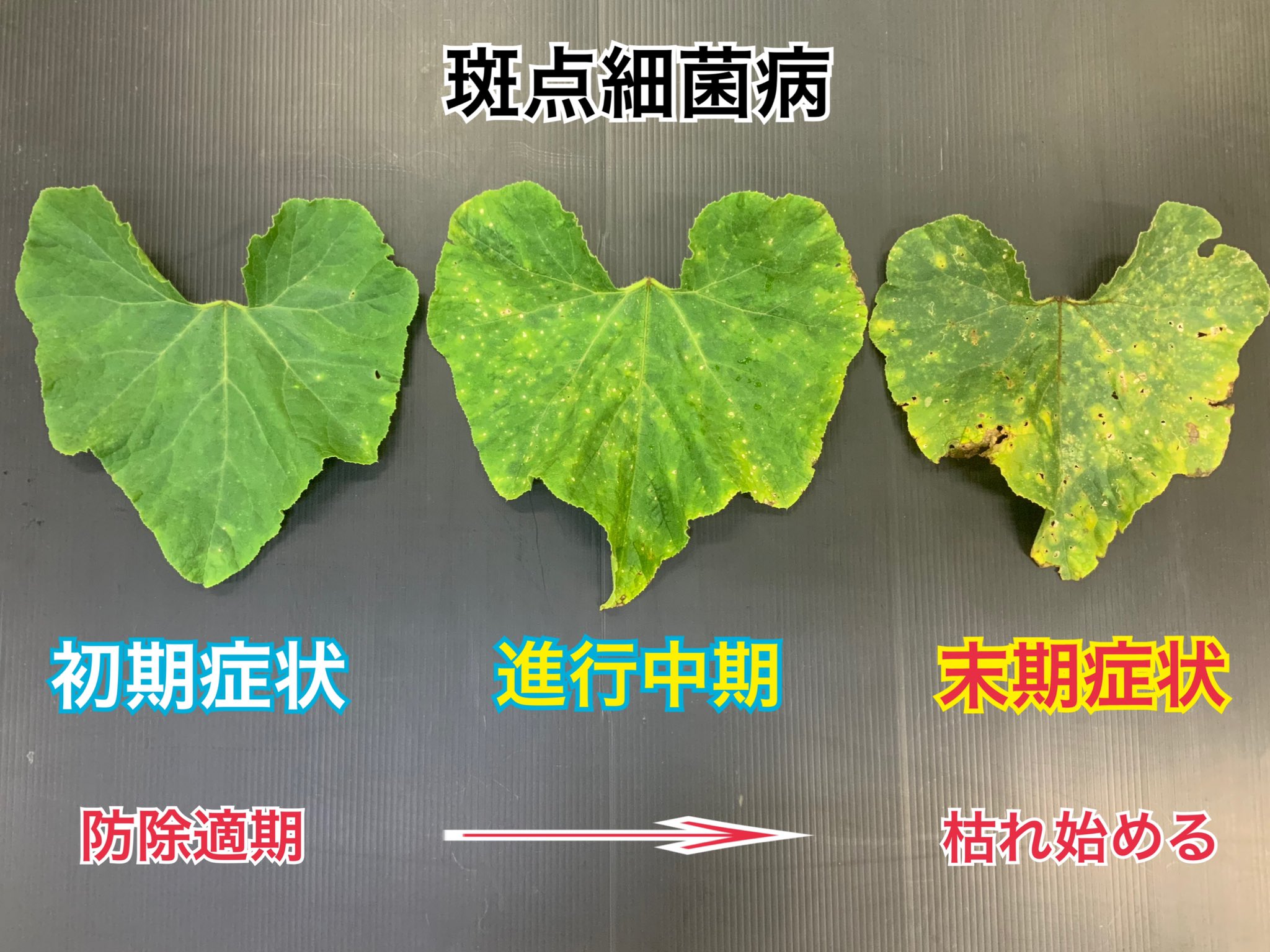 タネのハシモト カボチャ斑点細菌病の防除 今年みたいに雨が多い年は こうなります 作物は 簡単には出来ませんね カボチャ 南瓜 病気 予防 殺菌剤 露地 抑制 畑 T Co Cdxfbfywee Twitter