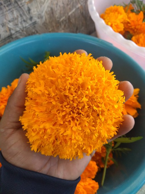 Cempasúchil: una flor muy mexicana… hecha en China