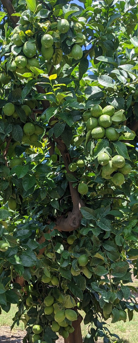 Stensgroup's tweet photo. Clean, Smooth , #Australian owned and grown #Summerlemons https://t.co/6m3YFaBrwn