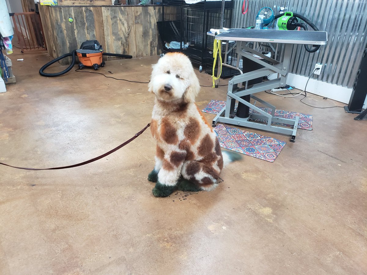 Raven2evil1's tweet photo. Look at what I did today! #creativegrooming #doggrooming #doodle #giraffe #opaws https://t.co/KGkh0qdhVX