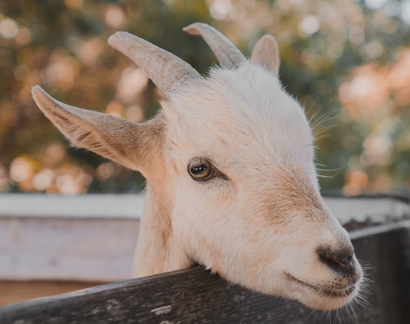 DCryptostar's tweet photo. El Salvador Disables Bitcoin Price On Chivo App To Stop Scalpers https://t.co/hPlMhlaVCN via @DCryptostar #cryptocurrency #cryptoupdates https://t.co/1acKLkqiq6