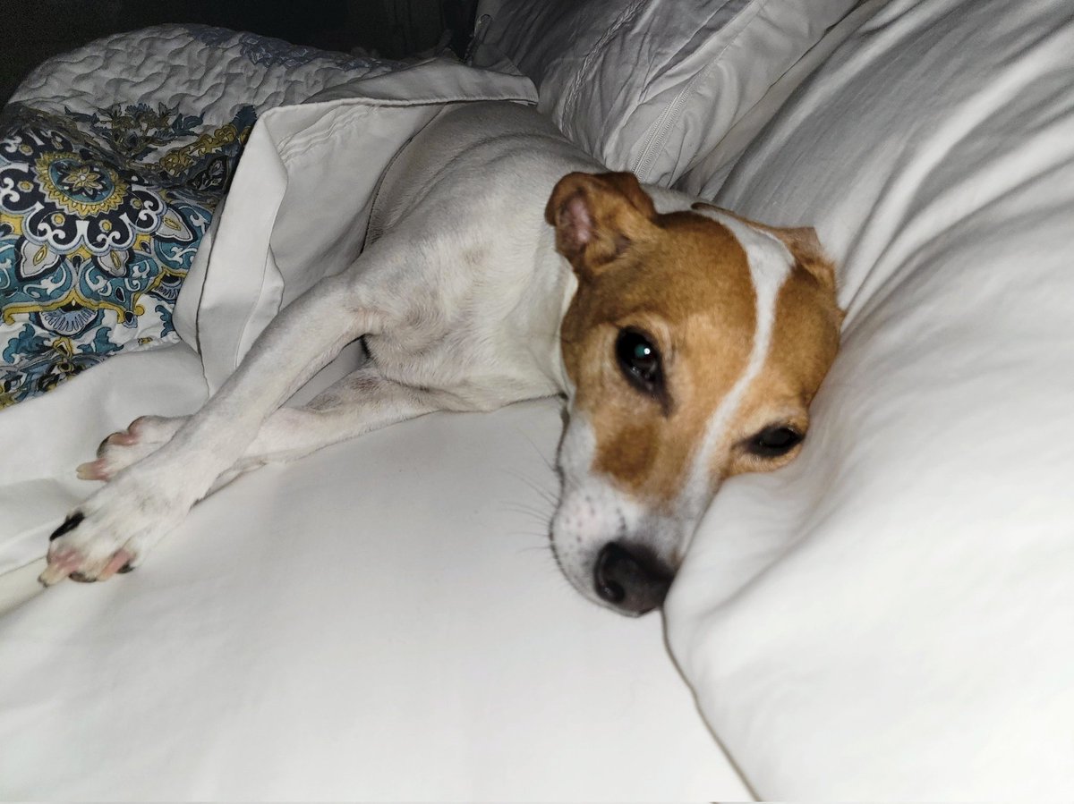 MrsTrustyJ's tweet photo. She is people. #tinydoggo https://t.co/uIORGO7Gvl