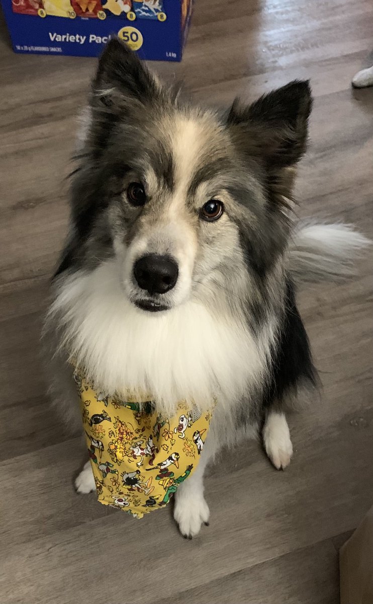 tomshawyeg's tweet photo. Had to make sure these two were ready for all the cameras ;) thanks @premium_petstyling_yeg for getting these  2 cleaned up and ready. #tomshaw #yegcc #wardkarhiio https://t.co/ntObjfdfmf